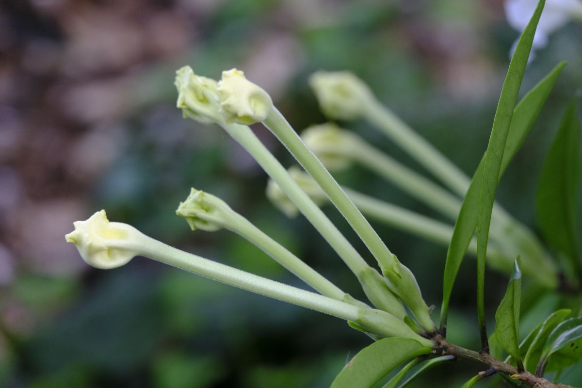 night-blooming jasmine flowers.jpg